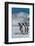 South Georgia Island. Group of king penguins walk on snowy shore of Salisbury Plain-Howie Garber-Framed Photographic Print