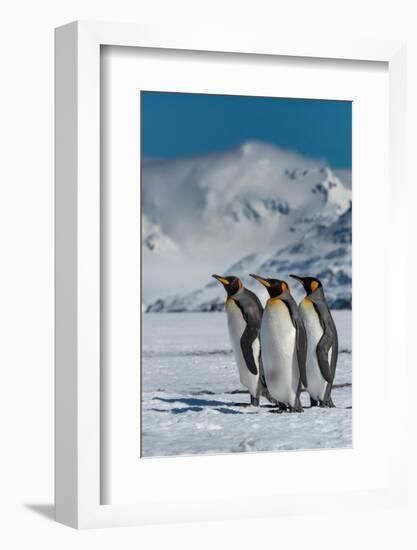 South Georgia Island. Group of king penguins walk on snowy shore of Salisbury Plain-Howie Garber-Framed Photographic Print