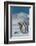 South Georgia Island. Group of king penguins walk on snowy shore of Salisbury Plain-Howie Garber-Framed Photographic Print