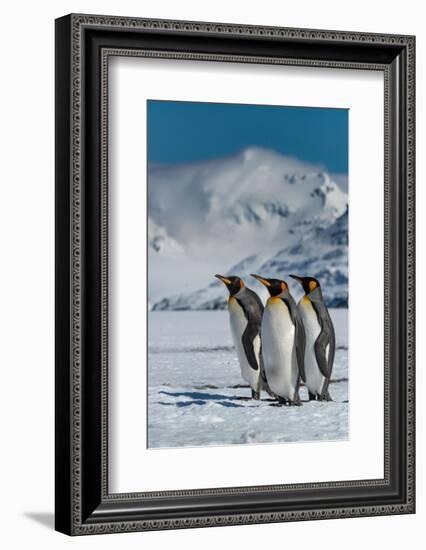 South Georgia Island. Group of king penguins walk on snowy shore of Salisbury Plain-Howie Garber-Framed Photographic Print