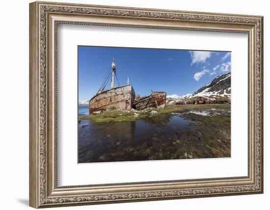 South Georgia Island, Grytviken. Abandoned Whaling Ships and Whaling Station Gather Rust-Jaynes Gallery-Framed Photographic Print