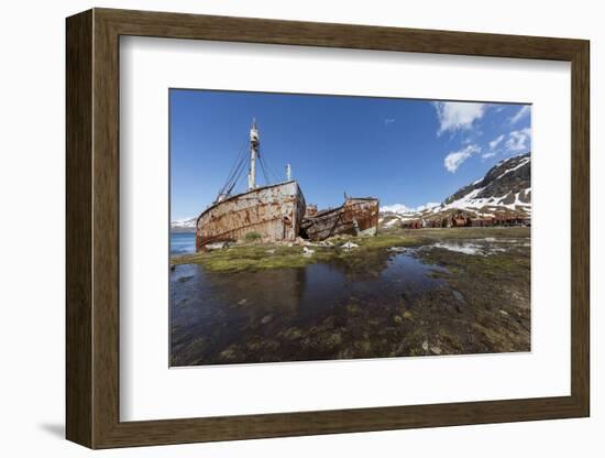 South Georgia Island, Grytviken. Abandoned Whaling Ships and Whaling Station Gather Rust-Jaynes Gallery-Framed Photographic Print