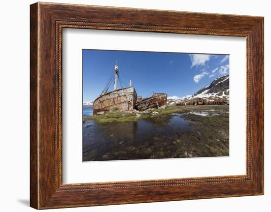 South Georgia Island, Grytviken. Abandoned Whaling Ships and Whaling Station Gather Rust-Jaynes Gallery-Framed Photographic Print