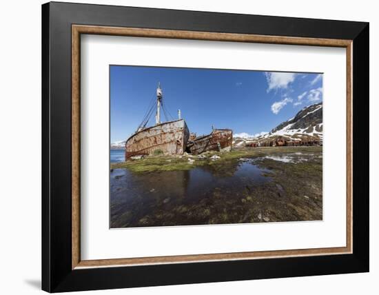 South Georgia Island, Grytviken. Abandoned Whaling Ships and Whaling Station Gather Rust-Jaynes Gallery-Framed Photographic Print