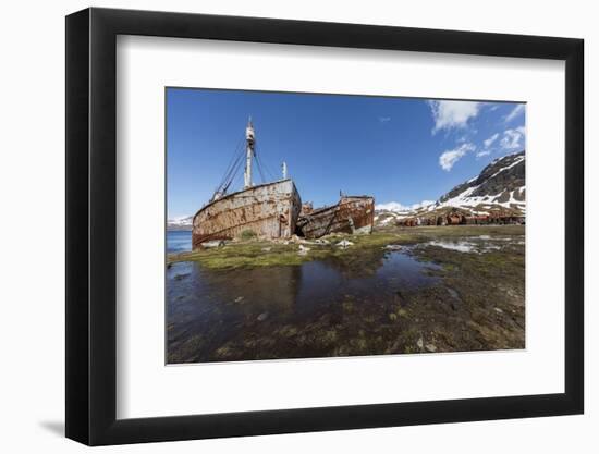 South Georgia Island, Grytviken. Abandoned Whaling Ships and Whaling Station Gather Rust-Jaynes Gallery-Framed Photographic Print