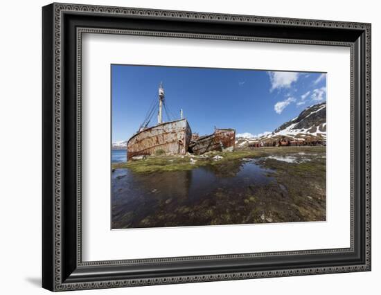 South Georgia Island, Grytviken. Abandoned Whaling Ships and Whaling Station Gather Rust-Jaynes Gallery-Framed Photographic Print