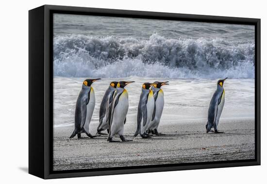 South Georgia Island. King penguins marching in front of Crashing Wave-Howie Garber-Framed Premier Image Canvas