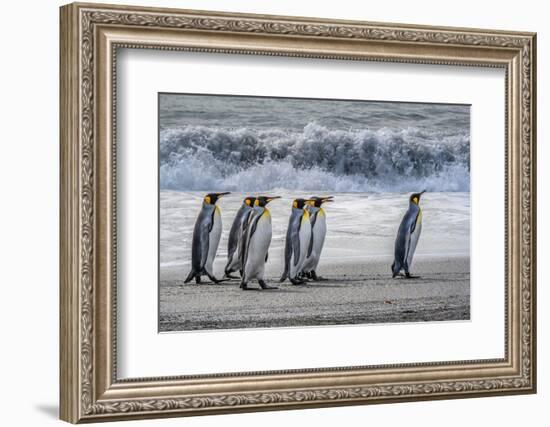 South Georgia Island. King penguins marching in front of Crashing Wave-Howie Garber-Framed Photographic Print