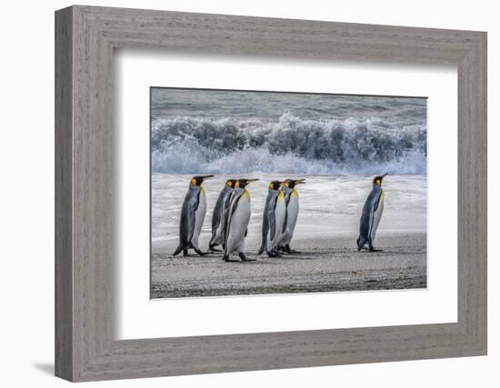 South Georgia Island. King penguins marching in front of Crashing Wave-Howie Garber-Framed Photographic Print