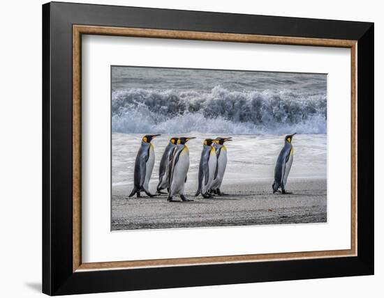 South Georgia Island. King penguins marching in front of Crashing Wave-Howie Garber-Framed Photographic Print