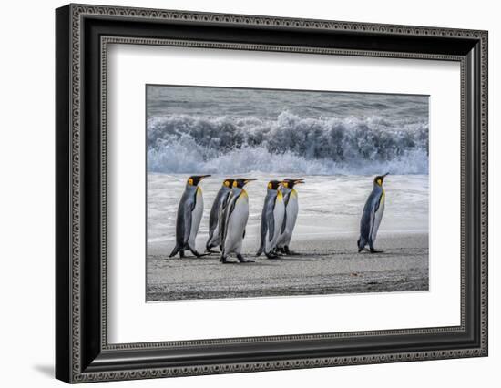 South Georgia Island. King penguins marching in front of Crashing Wave-Howie Garber-Framed Photographic Print