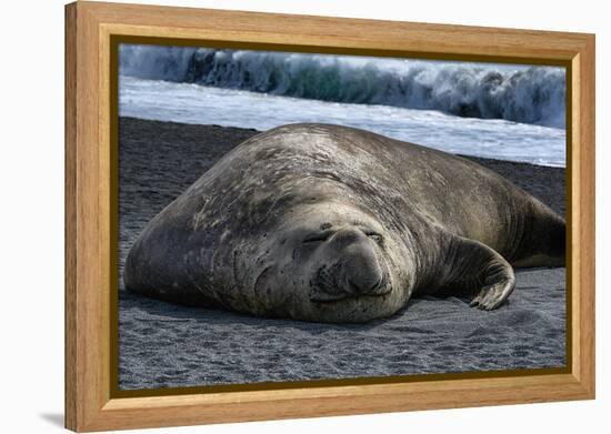 South Georgia Island. Male Elephant Seal on the beach at Right Whale Bay.-Howie Garber-Framed Premier Image Canvas