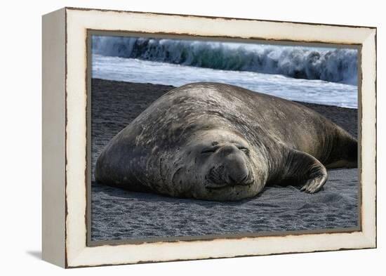 South Georgia Island. Male Elephant Seal on the beach at Right Whale Bay.-Howie Garber-Framed Premier Image Canvas