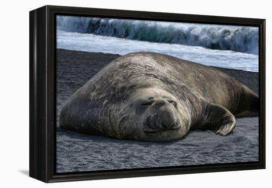 South Georgia Island. Male Elephant Seal on the beach at Right Whale Bay.-Howie Garber-Framed Premier Image Canvas