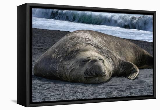 South Georgia Island. Male Elephant Seal on the beach at Right Whale Bay.-Howie Garber-Framed Premier Image Canvas