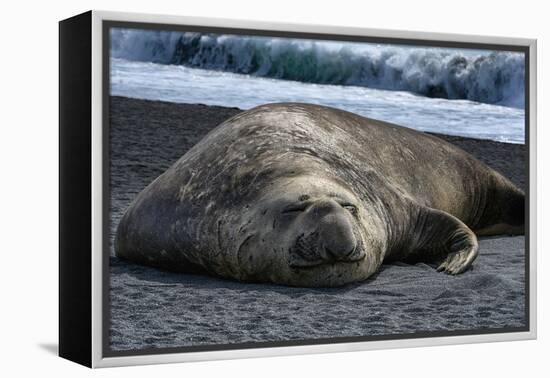 South Georgia Island. Male Elephant Seal on the beach at Right Whale Bay.-Howie Garber-Framed Premier Image Canvas