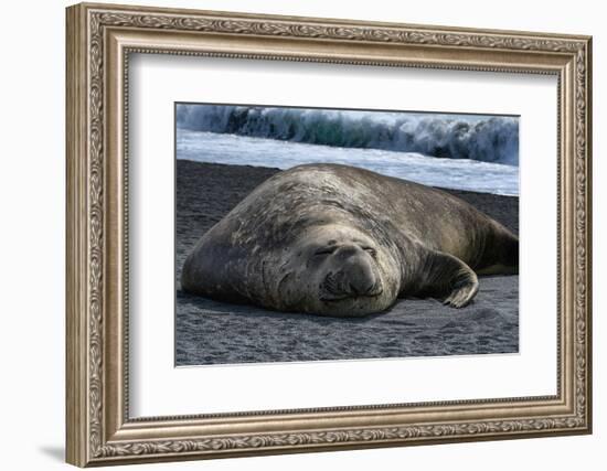 South Georgia Island. Male Elephant Seal on the beach at Right Whale Bay.-Howie Garber-Framed Photographic Print