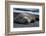 South Georgia Island. Male Elephant Seal on the beach at Right Whale Bay.-Howie Garber-Framed Photographic Print