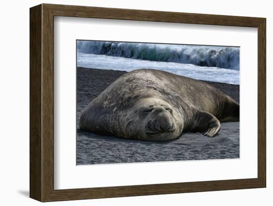 South Georgia Island. Male Elephant Seal on the beach at Right Whale Bay.-Howie Garber-Framed Photographic Print