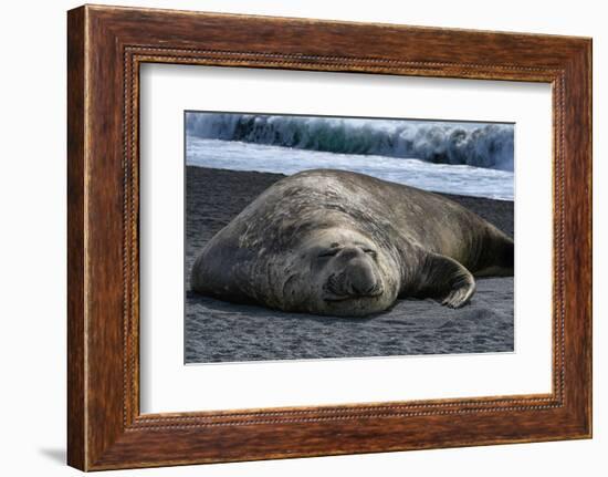 South Georgia Island. Male Elephant Seal on the beach at Right Whale Bay.-Howie Garber-Framed Photographic Print