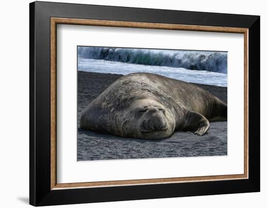 South Georgia Island. Male Elephant Seal on the beach at Right Whale Bay.-Howie Garber-Framed Photographic Print