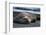 South Georgia Island. Male Elephant Seal on the beach at Right Whale Bay.-Howie Garber-Framed Photographic Print