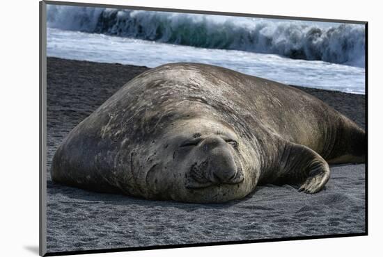 South Georgia Island. Male Elephant Seal on the beach at Right Whale Bay.-Howie Garber-Mounted Photographic Print