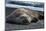 South Georgia Island. Male Elephant Seal on the beach at Right Whale Bay.-Howie Garber-Mounted Photographic Print