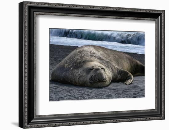 South Georgia Island. Male Elephant Seal on the beach at Right Whale Bay.-Howie Garber-Framed Photographic Print