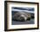 South Georgia Island. Male Elephant Seal on the beach at Right Whale Bay.-Howie Garber-Framed Photographic Print