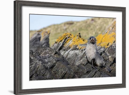 South Georgia Island, Ocean Harbor. Fur Seal Pup on Rocks-Jaynes Gallery-Framed Photographic Print