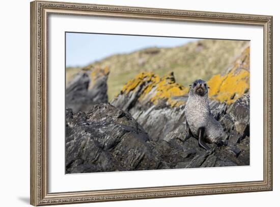 South Georgia Island, Ocean Harbor. Fur Seal Pup on Rocks-Jaynes Gallery-Framed Photographic Print