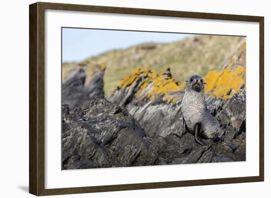 South Georgia Island, Ocean Harbor. Fur Seal Pup on Rocks-Jaynes Gallery-Framed Photographic Print