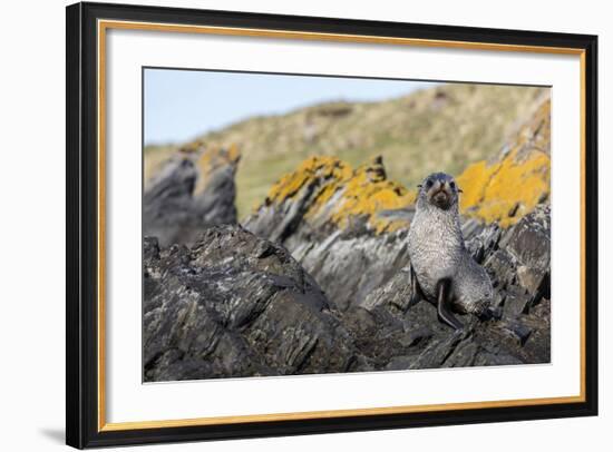 South Georgia Island, Ocean Harbor. Fur Seal Pup on Rocks-Jaynes Gallery-Framed Photographic Print