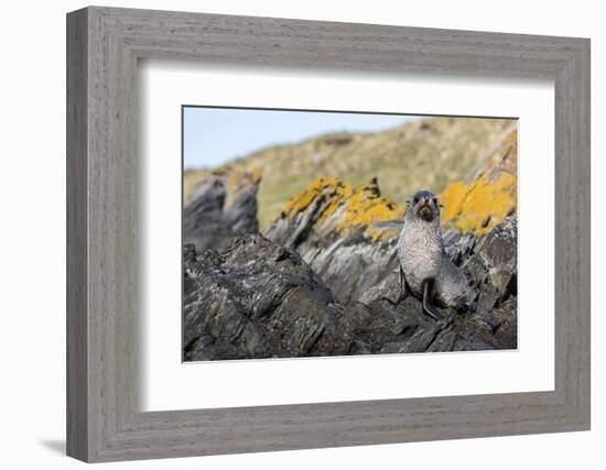 South Georgia Island, Ocean Harbor. Fur Seal Pup on Rocks-Jaynes Gallery-Framed Photographic Print