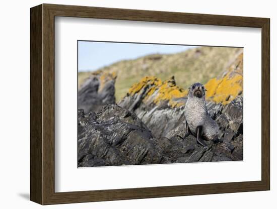 South Georgia Island, Ocean Harbor. Fur Seal Pup on Rocks-Jaynes Gallery-Framed Photographic Print