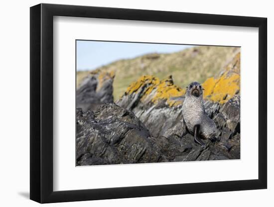 South Georgia Island, Ocean Harbor. Fur Seal Pup on Rocks-Jaynes Gallery-Framed Photographic Print