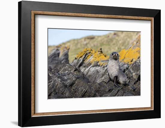 South Georgia Island, Ocean Harbor. Fur Seal Pup on Rocks-Jaynes Gallery-Framed Photographic Print