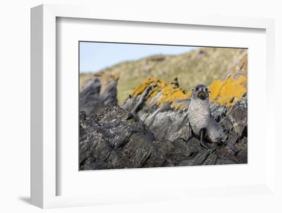 South Georgia Island, Ocean Harbor. Fur Seal Pup on Rocks-Jaynes Gallery-Framed Photographic Print