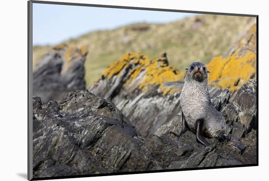 South Georgia Island, Ocean Harbor. Fur Seal Pup on Rocks-Jaynes Gallery-Mounted Photographic Print