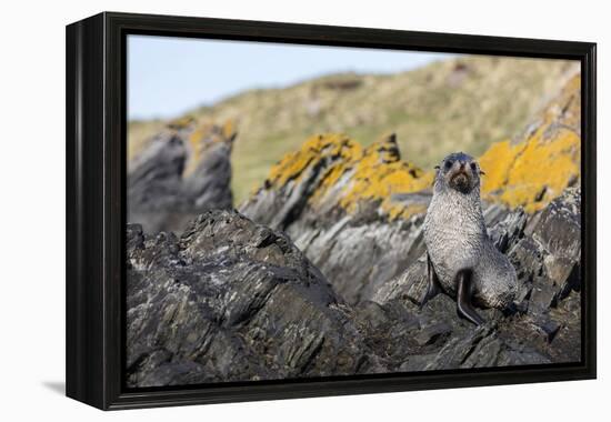 South Georgia Island, Ocean Harbor. Fur Seal Pup on Rocks-Jaynes Gallery-Framed Premier Image Canvas