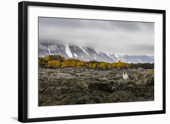 South Georgia Island, Prion Island. Landscape with Juvenile Fur Seal-Jaynes Gallery-Framed Photographic Print