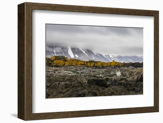 South Georgia Island, Prion Island. Landscape with Juvenile Fur Seal-Jaynes Gallery-Framed Photographic Print