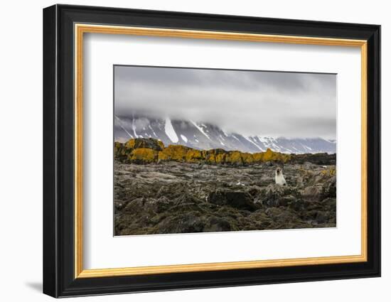 South Georgia Island, Prion Island. Landscape with Juvenile Fur Seal-Jaynes Gallery-Framed Photographic Print