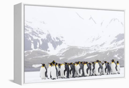 South Georgia Island, Right Whale Bay. Penguins Huddle Together in Snowstorm-Jaynes Gallery-Framed Premier Image Canvas