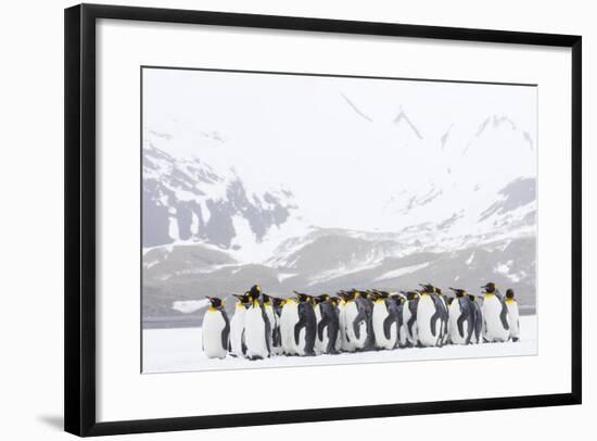 South Georgia Island, Right Whale Bay. Penguins Huddle Together in Snowstorm-Jaynes Gallery-Framed Photographic Print