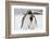 South Georgia Island, Salisbury, Plain, King Penguins-Hollice Looney-Framed Photographic Print