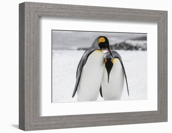 South Georgia Island, Salisbury, Plain, King Penguins-Hollice Looney-Framed Photographic Print