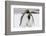 South Georgia Island, Salisbury, Plain, King Penguins-Hollice Looney-Framed Photographic Print