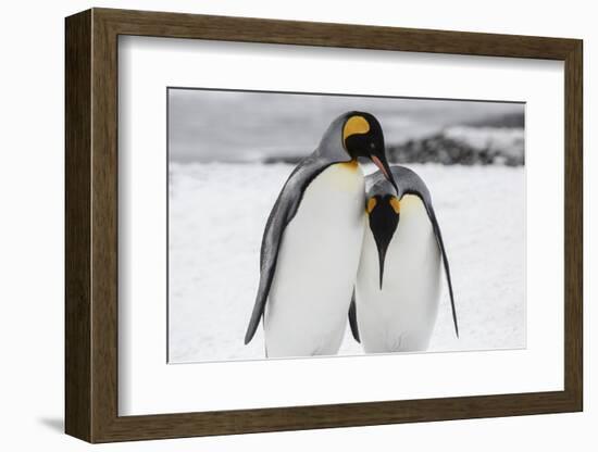 South Georgia Island, Salisbury, Plain, King Penguins-Hollice Looney-Framed Photographic Print